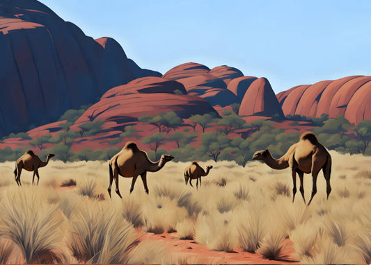 Wild Camels at Kata Tjuta